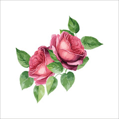 Red and Pink Roses in Watercolor Style