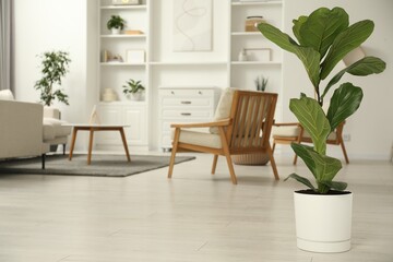 Fiddle Fig or Ficus Lyrata plant with green leaves at home. Space for text