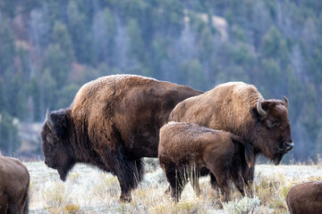 American bison covered in frost in an early autumn morning in Yellowstone National Park © James