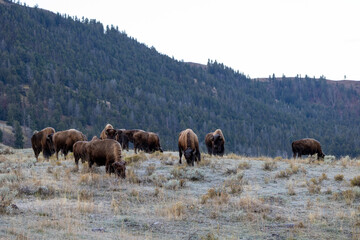 American bison covered in frost in an early autumn morning in Yellowstone National Park