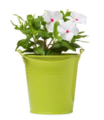 Beautiful catharanthus flower in green pot isolated on white