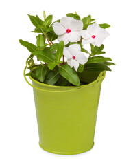Beautiful catharanthus flower in green pot isolated on white