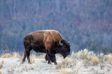 American bison covered in frost in an early autumn morning in Yellowstone National Park © James