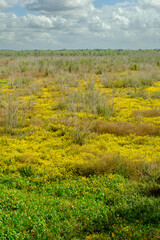 Yellow wild flower in field in Brazos Bend State park, Houston, Texas