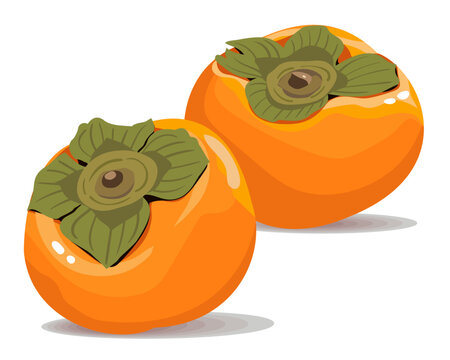 Fresh Persimmon Fuyu Kaki Hand Drawn Vector Illustration Set