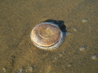 Pink jellyfish washed up on the beach seafoam