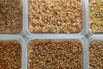 Growing microgreens. Different sprouted seeds in containers on table, flat lay