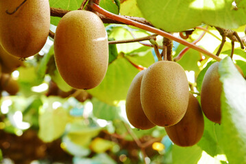 収穫時期のキウイフルーツ