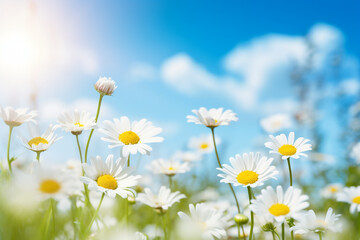 spring floral background nature with blooming glade of daisies and blue sky, generative ai