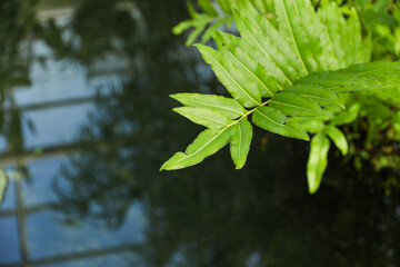 green leafy plants in a wild, pristine environment, symbolizing the clean, sustainable future of our planet