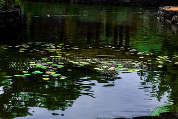 The Korean traditional beautiful garden.
