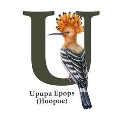 Capital letter U with Upupa bird decor. Watercolor illustration. Forest animal ABC alphabet font element. Wildlife animal alphabet letter U decorated with hoopoe. White background © anitapol