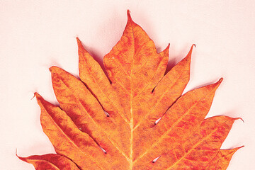 Bright autumn leaf close up, copy space.
