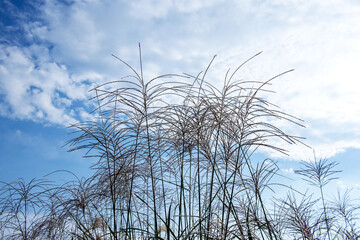 Beautiful and colorful view of silver grass,Miscanthus sinensis park.	