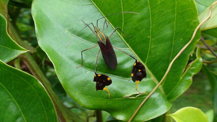 inseto percevejo do maracujá - Diactor bilineatus  