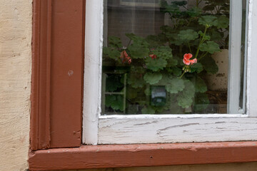 Fototapeta na wymiar A delicate pink begonia flower on a potted house plant with lush waxy green leaves. The plant is on a window sill of a house. The exterior beige concrete house has a clear glass window with brown trim