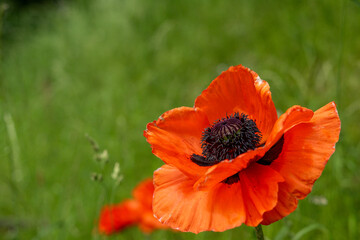 Fototapeta premium A macro of a single oriental poppy blooming in a garden of green grass. The single orange crepe paper petals surround a purple center. The ornamental flowering plant is covered in dark pollen. 