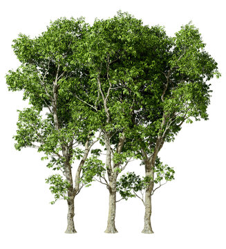 Bio trees forested outside cutout backgrounds 3d rendering png