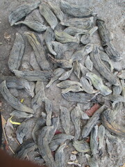 kara nuts or pig's bengok that have just been harvested and will be dried