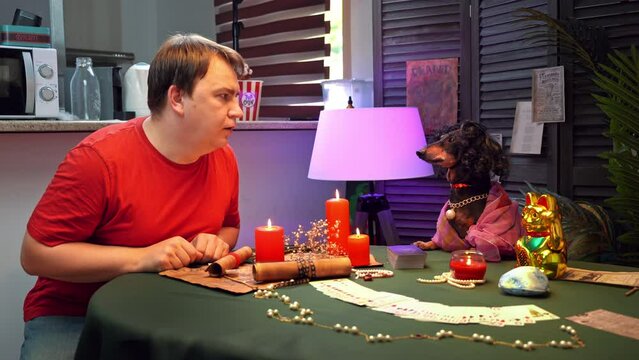 Man in red T-shirt sits at table with black dachshund dog dressed as fortune teller and tarot cards. Funny conversation between man and pet in wig