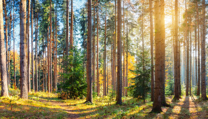 Fototapeta premium Sunny Forest of Spruce Trees in Autumn, Panorama