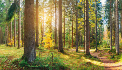 Obraz premium Sunny Forest of Spruce Trees in Autumn, Panorama