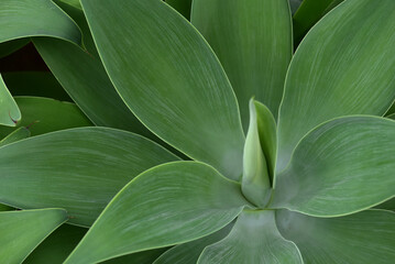 アガベ（ハツミドリ）　グリーンの葉が綺麗な多肉植物　ボタニカルイメージの背景