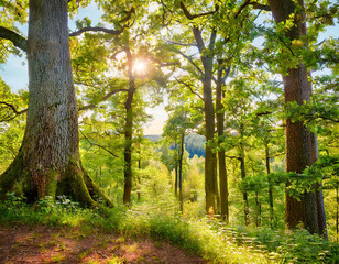 Fototapeta premium Sunny natural forest of oak trees