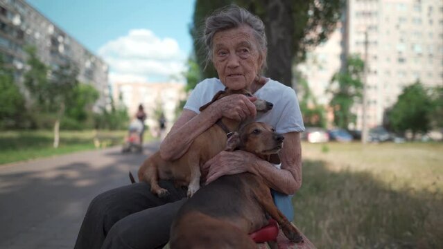 Animal theme is a lonely old woman best friend. Caucasian 90 years old senior female is happy to spend time with her pet small dachshund dog, holding her in her arms, hugging hugs and kisses outdoor.
