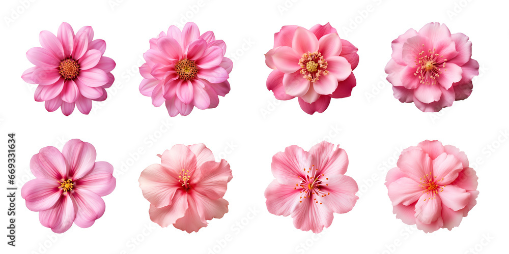 Wall mural collection of various pink flowers isolated on a transparent background