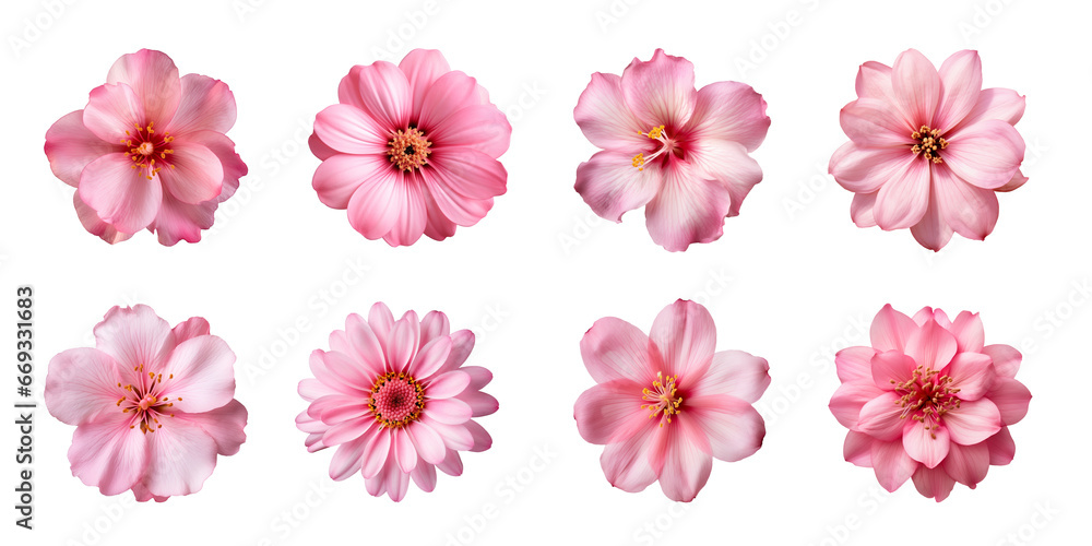 Wall mural collection of various pink flowers isolated on a transparent background