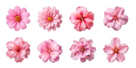 Collection of various pink flowers isolated on a transparent background