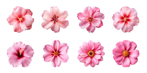 Collection of various pink flowers isolated on a transparent background