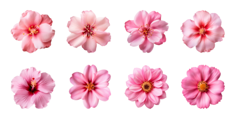 Collection of various pink flowers isolated on a transparent background