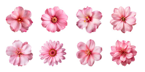 Obraz premium Collection of various pink flowers isolated on a transparent background
