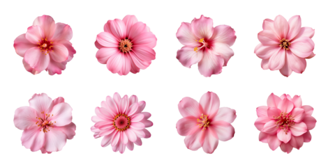 Collection of various pink flowers isolated on a transparent background
