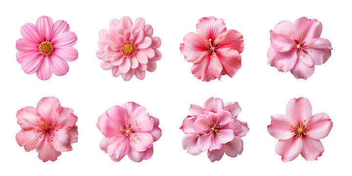 Fototapeta Collection of various pink flowers isolated on a transparent background