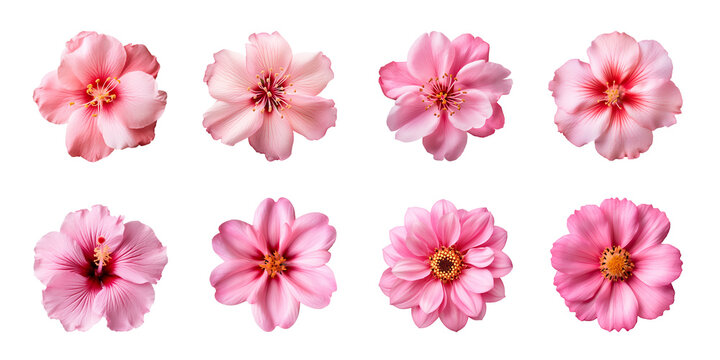 Collection of various pink flowers isolated on a transparent background