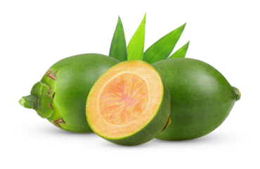 Fresh betel nut isolated on transparent png