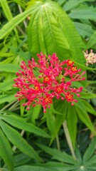 IODINE MEDICINAL PLANT FLOWER