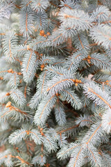 Blue Spruce Texture