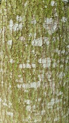 Obraz premium GREEN TREE BARK TEXTURE BACKGROUND