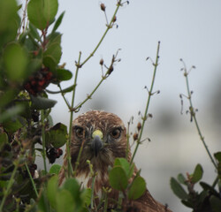 Red tailed hawk closeup