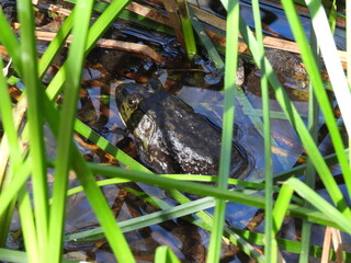 American Bullfrog