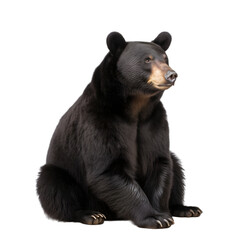 front view, black bear in sitting position, looking to right side,  isolated on transparent background.