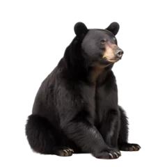 Tuinposter front view, black bear in sitting position, looking to right side,  isolated on transparent background. © Naige