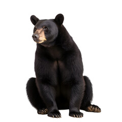 front view, black bear in sitting position, looking left side,  isolated on transparent background. - obrazy, fototapety, plakaty