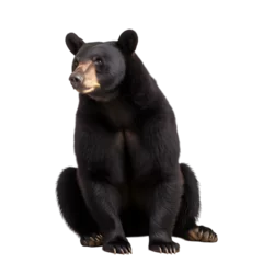 Gordijnen front view, black bear in sitting position, looking left side,  isolated on transparent background. © Naige