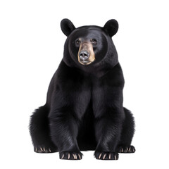 Naklejka premium front view, black bear in sitting position, facing to camera, isolated on transparent background.