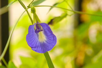 Bright colorful Blue pea, Darwin pea, Aparajita, Asian pigeonwings or Clitoria ternatea aka butterfly pea flower, isolated in the garden, Selective focus, shallow depth of field
